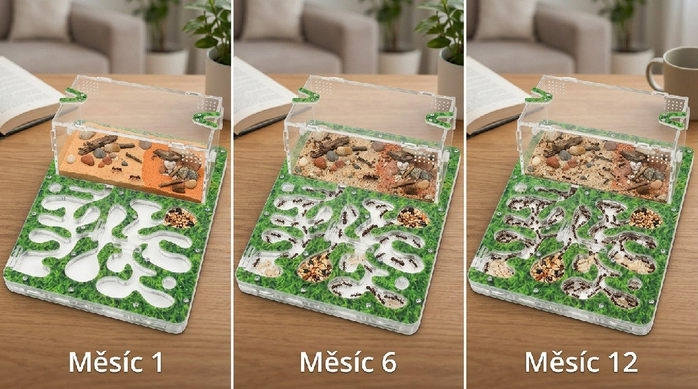 Růst mravenčí kolonie za 12 měsíců — od pár mravenců po stovky